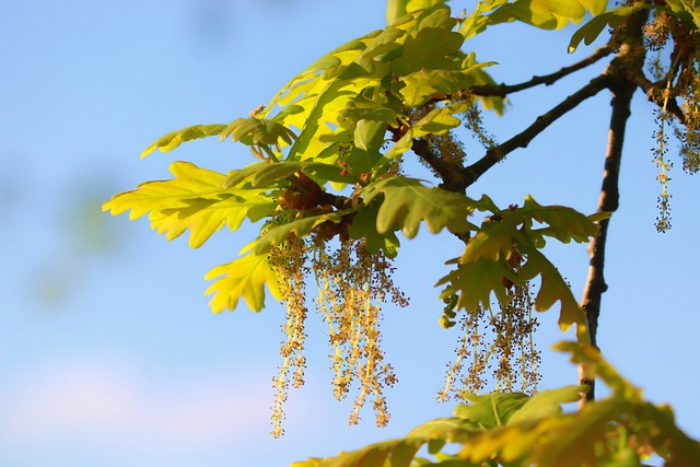 Oak Harbor, Ohio: Nature Trails, Fishing Havens, and Cultural Charm