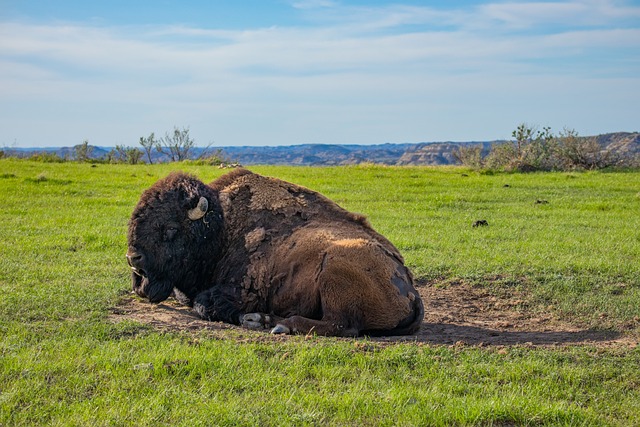 Unveiling South Dakota’s Apple Orchards: A Midwest Hidden Gem Guide