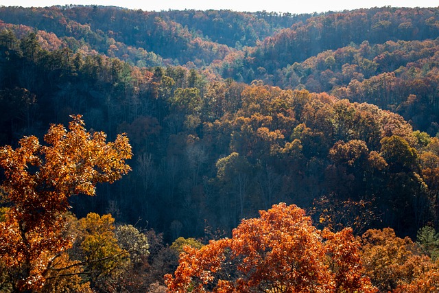 Discover Tennessee’s Hidden Gems: Forest Preserves Travel Guide