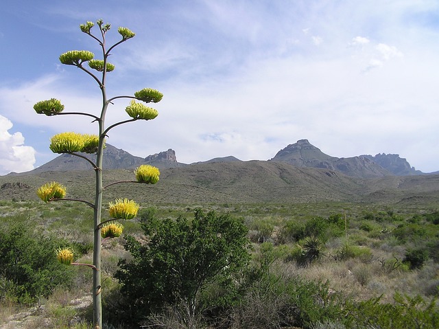 Texas Eco-Tourism: Nature, Culture, Wildlife Encounters in the Lone Star State